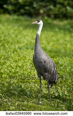 "Hooded Crane (Grus monacha), captive, Lower Saxony, Germany, Europe" View Large Photo Image Stock Image - "Hooded Crane (Grus monacha), captive, Lower Saxony, Germany, Europe". Fotosearch