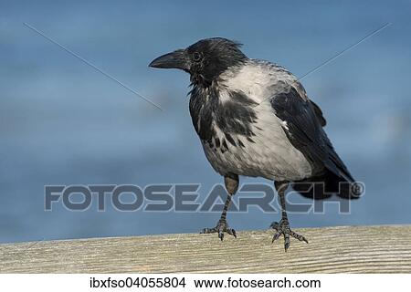 "Hooded Crow (Corvus corone cornix) perched on railing, Mecklenburg-Western Pomerania, Germany, Europe" View Large Photo Image Picture - "Hooded Crow (Corvus corone cornix) perched on railing, Mecklenburg-Western Pomerania, Germany, Europe". Fotosearch