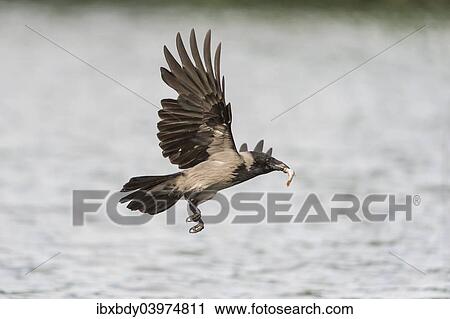 "Hooded Crow (Corvus corone cornix) flying with a caught fish in the beak, Mecklenburg-Western Pomerania, Germany, Europe" View Large Photo Image Stock Image - "Hooded Crow (Corvus corone cornix) flying with a caught fish in the beak, Mecklenburg-Western Pomerania, Germany, Europe". Fotosearch