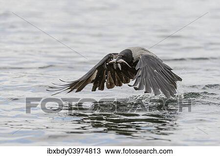 Stock Image - "Hooded Crow (Corvus corone cornix) captures a fish from a lake, Mecklenburg-Western Pomerania, Germany, Europe". Fotosearch