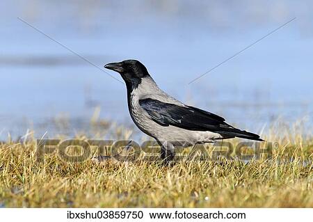 "Hooded Crow (Corvus corone cornix), Mazovia or Masovia region, Poland, Europe" View Large Photo Image Stock Image - "Hooded Crow (Corvus corone cornix), Mazovia or Masovia region, Poland, Europe". Fotosearch