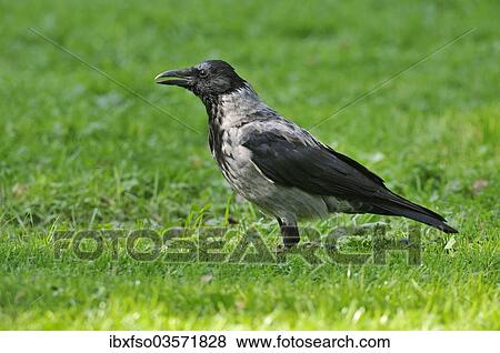 "Hooded Crow (Corvus corone cornix) standing on a meadow, Leipzig, Saxony, Germany, Europe" View Large Photo Image Stock Photo - "Hooded Crow (Corvus corone cornix) standing on a meadow, Leipzig, Saxony, Germany, Europe". Fotosearch