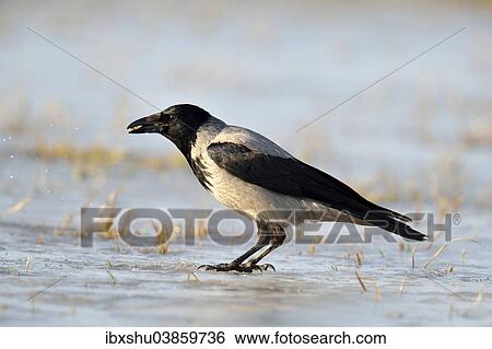"Hooded Crow (Corvus corone cornix) standing on ice, Mazovia or Masovia region, Poland, Europe" View Large Photo Image Stock Photograph - "Hooded Crow (Corvus corone cornix) standing on ice, Mazovia or Masovia region, Poland, Europe". Fotosearch