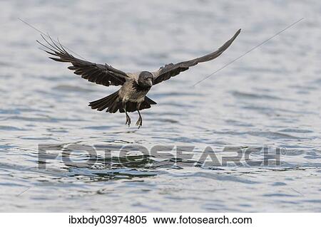 "Hooded Crow (Corvus corone cornix) hunting for fish on a lake, Mecklenburg-Western Pomerania, Germany, Europe" View Large Photo Image Stock Photography - "Hooded Crow (Corvus corone cornix) hunting for fish on a lake, Mecklenburg-Western Pomerania, Germany, Europe". Fotosearch