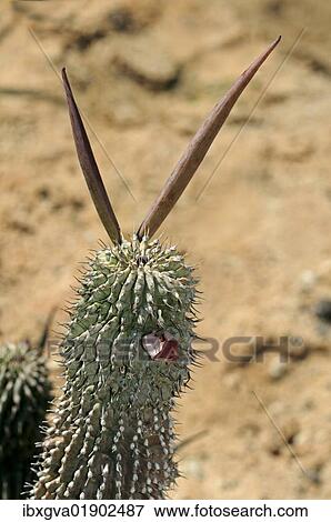 "Hoodia pilifera with flowers and seed capsules, Succulent nursery Vanrhynsdorp, Western Cape, South Africa, Africa" View Large Photo Image Stock Photo - "Hoodia pilifera with flowers and seed capsules, Succulent nursery Vanrhynsdorp, Western Cape, South Africa, Africa". Fotosearch