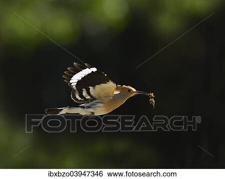 "Hoopoe (Upupa epops), adult in flight with prey, backlit, Kiskunsag National Park, Hungary, Europe" View Large Photo Image Stock Photograph - "Hoopoe (Upupa epops), adult in flight with prey, backlit, Kiskunsag National Park, Hungary, Europe". Fotosearch