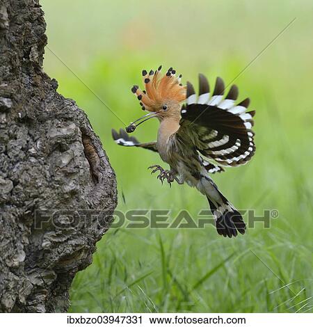 "Hoopoe (Upupa epops), adult with prey approaching its nest cavity, Kiskunsag National Park, Hungary, Europe" View Large Photo Image Stock Image - "Hoopoe (Upupa epops), adult with prey approaching its nest cavity, Kiskunsag National Park, Hungary, Europe". Fotosearch