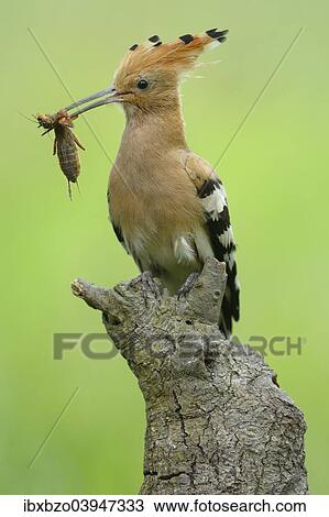 Stock Image - "Hoopoe (Upupa epops), adult with prey, European mole cricket (Gryllotalpa gryllotalpa), on its perch, Kiskunsag National Park, Hungary, Europe". Fotosearch