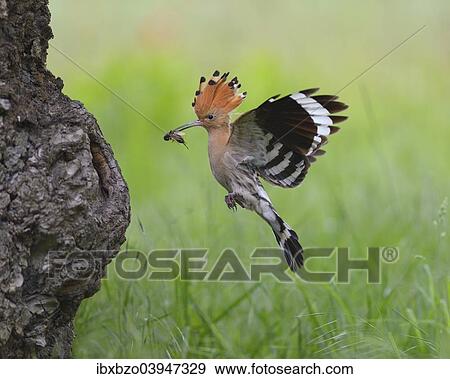 Stock Photo - "Hoopoe (Upupa epops), adult with prey approaching its nest cavity, Kiskunsag National Park, Hungary, Europe". Fotosearch