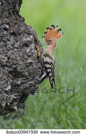 "Hoopoe (Upupa epops), adult with prey, European mole cricket (Gryllotalpa gryllotalpa) at its nest cavity, Kiskunsag National Park, Hungary, Europe" View Large Photo Image Stock Photo - "Hoopoe (Upupa epops), adult with prey, European mole cricket (Gryllotalpa gryllotalpa) at its nest cavity, Kiskunsag National Park, Hungary, Europe". Fotosearch