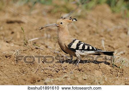 "Hoopoe (Upupa epops), foraging" View Large Photo Image Stock Image - "Hoopoe (Upupa epops), foraging". Fotosearch