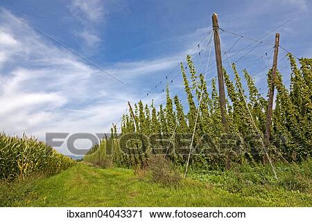 "Hop field, hops (Humulus), Alsace, France, Europe" View Large Photo Image Stock Image - "Hop field, hops (Humulus), Alsace, France, Europe". Fotosearch