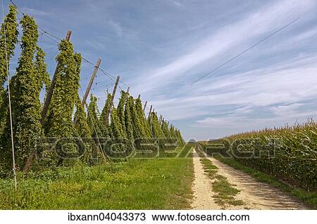 "Hop field, hops (Humulus), Alsace, France, Europe" View Large Photo Image Stock Image - "Hop field, hops (Humulus), Alsace, France, Europe". Fotosearch