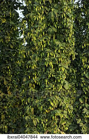"Hop plants (Humulus lupulus), ready for harvesting, hop garden, Biburg, Hallertau or Holledau area, Lower Bavaria, Bavaria, Germany, Europe" View Large Photo Image Picture - "Hop plants (Humulus lupulus), ready for harvesting, hop garden, Biburg, Hallertau or Holledau area, Lower Bavaria, Bavaria, Germany, Europe". Fotosearch