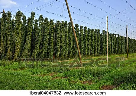 "Hop plants (Humulus lupulus), ready for harvesting, hop garden, harvested wire racks, right, Biburg, Hallertau or Holledau area, Lower Bavaria, Bavaria, Germany, Europe" View Large Photo Image Stock Image - "Hop plants (Humulus lupulus), ready for harvesting, hop garden, harvested wire racks, right, Biburg, Hallertau or Holledau area, Lower Bavaria, Bavaria, Germany, Europe". Fotosearch