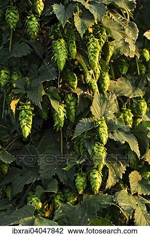 "Hop plants (Humulus lupulus), ready for harvesting, hop garden, Biburg, Hallertau or Holledau area, Lower Bavaria, Bavaria, Germany, Europe" View Large Photo Image Stock Image - "Hop plants (Humulus lupulus), ready for harvesting, hop garden, Biburg, Hallertau or Holledau area, Lower Bavaria, Bavaria, Germany, Europe". Fotosearch