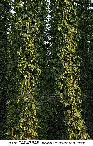 "Hop plants (Humulus lupulus), ready for harvesting, hop garden, Biburg, Hallertau or Holledau area, Lower Bavaria, Bavaria, Germany, Europe" View Large Photo Image Stock Photo - "Hop plants (Humulus lupulus), ready for harvesting, hop garden, Biburg, Hallertau or Holledau area, Lower Bavaria, Bavaria, Germany, Europe". Fotosearch