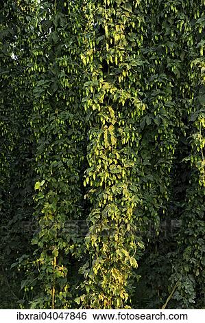 "Hop plants (Humulus lupulus), ready for harvesting, hop garden, Biburg, Hallertau or Holledau area, Lower Bavaria, Bavaria, Germany, Europe" View Large Photo Image Stock Photograph - "Hop plants (Humulus lupulus), ready for harvesting, hop garden, Biburg, Hallertau or Holledau area, Lower Bavaria, Bavaria, Germany, Europe". Fotosearch