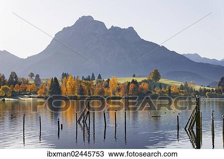 Stock Image - "Hopfensee lake against Saeuling mountain, Hopfen am See, Ostallgaeu, Allgaeu, Swabia, Bavaria, Germany, Europe". Fotosearch