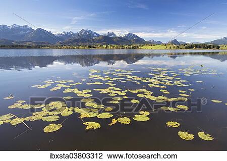 "Hopfensee lake, near Fussen, East Allgau, Bavaria, Germany, Europe" View Large Photo Image Stock Image - "Hopfensee lake, near Fussen, East Allgau, Bavaria, Germany, Europe". Fotosearch