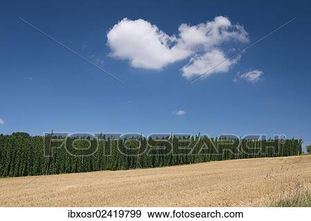 "Hops and wheat farming in the Hallertau area, Mainburg, Bavaria, Germany, Europe" View Large Photo Image Stock Photo - "Hops and wheat farming in the Hallertau area, Mainburg, Bavaria, Germany, Europe". Fotosearch