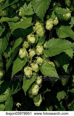 "Hops (Humulus lupulus), Sweden, Europe" View Large Photo Image Stock Image - "Hops (Humulus lupulus), Sweden, Europe". Fotosearch