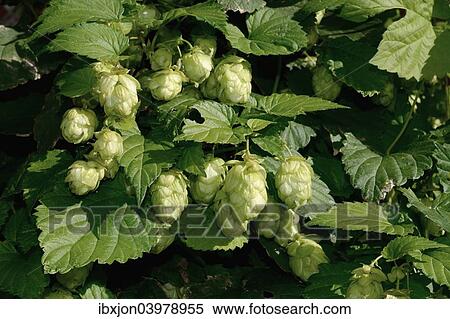 "Hops (Humulus lupulus), Sweden, Europe" View Large Photo Image Stock Photography - "Hops (Humulus lupulus), Sweden, Europe". Fotosearch