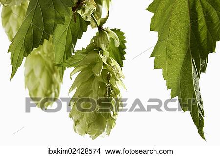 Hops (Humulus) View Large Photo Image Picture - Hops (Humulus). Fotosearch