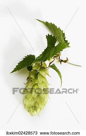 Hops (Humulus) View Large Photo Image Stock Image - Hops (Humulus). Fotosearch