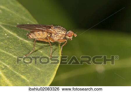 "Horn Fly (Tetanocera sp. ), Untergroeningen, Baden-Wuerttemberg, Germany, Europe" View Large Photo Image Stock Photograph - "Horn Fly (Tetanocera sp. ), Untergroeningen, Baden-Wuerttemberg, Germany, Europe". Fotosearch