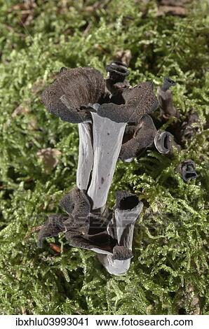 "Horn of plenty (Craterellus cornucopioides), Baden-Wurttemberg, Germany, Europe" View Large Photo Image Stock Image - "Horn of plenty (Craterellus cornucopioides), Baden-Wurttemberg, Germany, Europe". Fotosearch