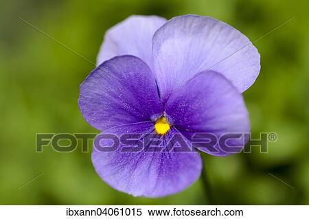 "Horn Violet (Viola cornuta), Germany, Europe" View Large Photo Image Stock Photography - "Horn Violet (Viola cornuta), Germany, Europe". Fotosearch