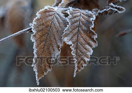 Stock Image - "Hornbeam (Carpinus betulus), first frost, Untergroeningen, Baden-Wuerttemberg, Germany, Europe". Fotosearch