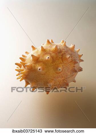 "Horned melon, tropical fruit, frosted" View Large Photo Image Stock Image - "Horned melon, tropical fruit, frosted". Fotosearch