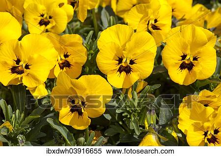 "Horned pansies (Viola cornuta 'Twix Yellow with Eye'), Baden-Wurttemberg, Germany, Europe" View Large Photo Image Stock Photography - "Horned pansies (Viola cornuta 'Twix Yellow with Eye'), Baden-Wurttemberg, Germany, Europe". Fotosearch