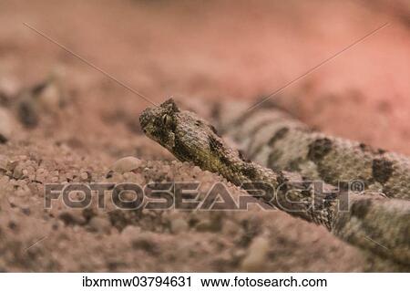 "Horned Puff Adder (Bitis caudalis), Living Desert Snake Park, Walvis Bay, Namibia, Africa" View Large Photo Image Stock Image - "Horned Puff Adder (Bitis caudalis), Living Desert Snake Park, Walvis Bay, Namibia, Africa". Fotosearch