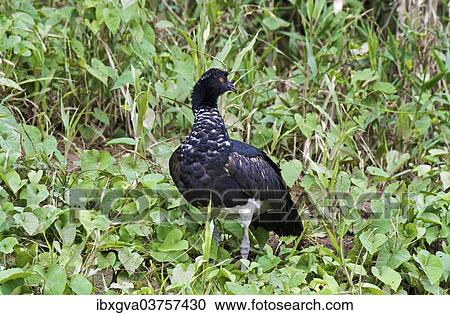 "Horned Screamer (Anhima cornuta), Tambopata Nature Reserve, Madre de Dios Region, Peru, South America" View Large Photo Image Stock Image - "Horned Screamer (Anhima cornuta), Tambopata Nature Reserve, Madre de Dios Region, Peru, South America". Fotosearch