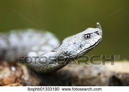 Horned viper (Vipera ammodytes) in close-up View Large Photo Image Stock Image - Horned viper (Vipera ammodytes) in close-up. Fotosearch