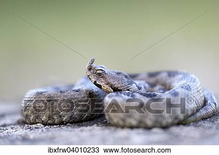 "Horned Viper (Vipera ammodytes), male, Pleven region, Bulgaria, Europe" View Large Photo Image Stock Image - "Horned Viper (Vipera ammodytes), male, Pleven region, Bulgaria, Europe". Fotosearch