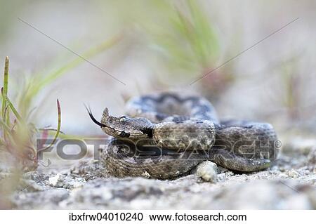 "Horned Viper (Vipera ammodytes), male, darting its tongue, Pleven region, Bulgaria, Europe" View Large Photo Image Stock Image - "Horned Viper (Vipera ammodytes), male, darting its tongue, Pleven region, Bulgaria, Europe". Fotosearch
