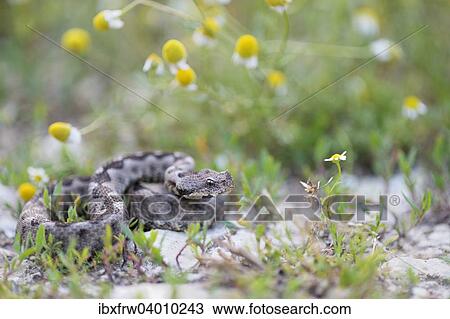 "Horned Viper (Vipera ammodytes), male, Pleven region, Bulgaria, Europe" View Large Photo Image Stock Image - "Horned Viper (Vipera ammodytes), male, Pleven region, Bulgaria, Europe". Fotosearch