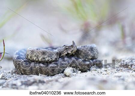 "Horned Viper (Vipera ammodytes), male, Pleven region, Bulgaria, Europe" View Large Photo Image Stock Photograph - "Horned Viper (Vipera ammodytes), male, Pleven region, Bulgaria, Europe". Fotosearch