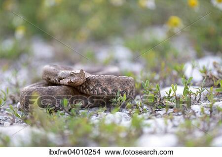 Picture - "Horned Viper (Vipera ammodytes), female, Pleven region, Bulgaria, Europe". Fotosearch