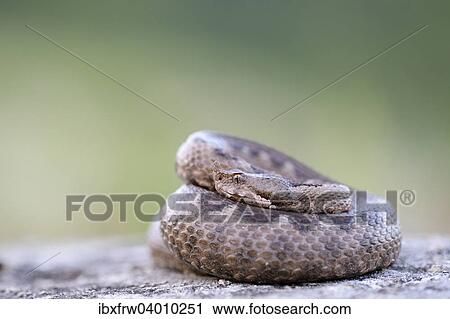 "Horned Viper (Vipera ammodytes), female, Pleven region, Bulgaria, Europe" View Large Photo Image Stock Image - "Horned Viper (Vipera ammodytes), female, Pleven region, Bulgaria, Europe". Fotosearch