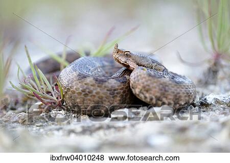 "Horned Viper (Vipera ammodytes), female, Pleven region, Bulgaria, Europe" View Large Photo Image Stock Photo - "Horned Viper (Vipera ammodytes), female, Pleven region, Bulgaria, Europe". Fotosearch