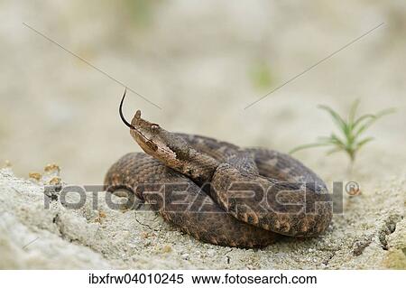 "Horned Viper (Vipera ammodytes), female, darting her tongue, Pleven region, Bulgaria, Europe" View Large Photo Image Stock Photography - "Horned Viper (Vipera ammodytes), female, darting her tongue, Pleven region, Bulgaria, Europe". Fotosearch