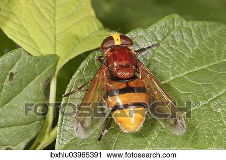 "Hornet mimic hoverfly (Volucella zonaria), female, Baden-Wurttemberg, Germany, Europe" View Large Photo Image Stock Image - "Hornet mimic hoverfly (Volucella zonaria), female, Baden-Wurttemberg, Germany, Europe". Fotosearch