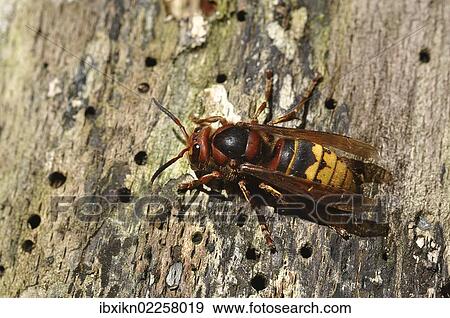 Hornet (Vespa crabro) on a tree trunk View Large Photo Image Stock Photo - Hornet (Vespa crabro) on a tree trunk. Fotosearch