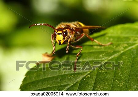 Picture - "Hornet (Vespa crabro) resting on a leaf, Limburg, Hesse, Germany, Europe". Fotosearch