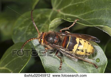 Stock Image - "Hornet (Vespa crabro), Untergroeningen, Baden-Wuerttemberg, Germany, Europe". Fotosearch